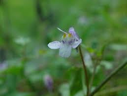 Attēlu rezultāti vaicājumam “Cymbalaria muralis flower”