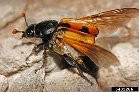 Attēlu rezultāti vaicājumam “Nicrophorus investigator imago”