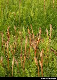 Attēlu rezultāti vaicājumam “Equisetum”