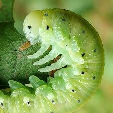 Attēlu rezultāti vaicājumam “Cimbex femoratus larva”