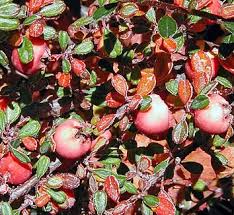 Attēlu rezultāti vaicājumam “Cotoneaster divaricatus fruit”