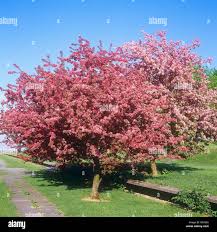 Attēlu rezultāti vaicājumam “Malus purpurea flower”