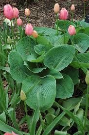 Image result for Hosta sieboldiana 'Elegans'