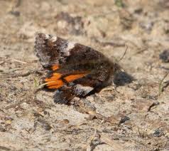 Attēlu rezultāti vaicājumam “Archiearis parthenias”