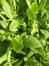 Attēlu rezultāti vaicājumam “Knautia arvensis fruit”