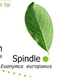 Attēlu rezultāti vaicājumam “Euonymus europaeus leaf”