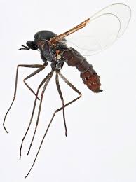 Attēlu rezultāti vaicājumam “Cecidomyiidae”