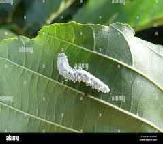 Attēlu rezultāti vaicājumam “Eriocampa ovata”