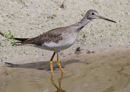 Image result for Tringa melanoleuca