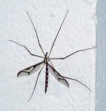 Attēlu rezultāti vaicājumam “Tipulidae”