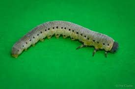 Attēlu rezultāti vaicājumam “Cystiphora sanguinea larva”