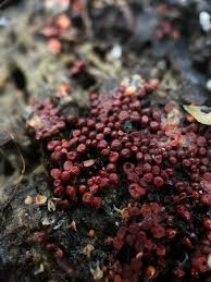 Attēlu rezultāti vaicājumam “Heterotrichia obvelata (syn. Arcyria obvelata) young”