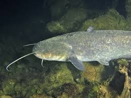 Image result for Silurus glanis