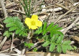 Attēlu rezultāti vaicājumam “xComagaria rosea”