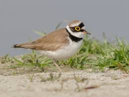 Attēlu rezultāti vaicājumam “Charadrius dubius adult”
