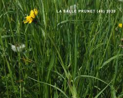 Attēlu rezultāti vaicājumam “Tragopogon pratensis subsp. pratensis”