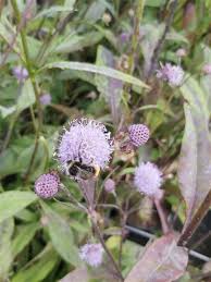 Attēlu rezultāti vaicājumam “Succisa pratensis leaf”