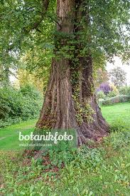 Attēlu rezultāti vaicājumam “Ulmus laevis leaf”