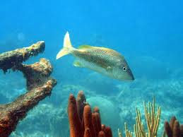 Image result for Haemulon plumierii