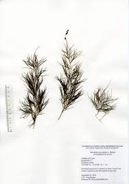 Attēlu rezultāti vaicājumam “Stuckenia pectinata”