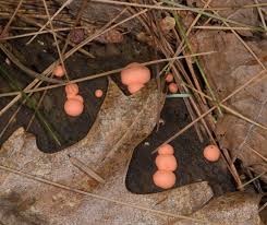 Attēlu rezultāti vaicājumam “Lycogala exiguum aggr. young”