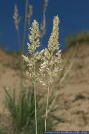 Attēlu rezultāti vaicājumam “Koeleria glauca leaf”