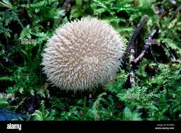 Attēlu rezultāti vaicājumam “Lycoperdon echinatum”