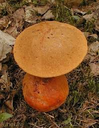 Attēlu rezultāti vaicājumam “Leccinum versipelle”