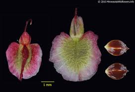 Attēlu rezultāti vaicājumam “Rumex acetosa flower”