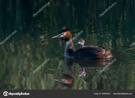 Attēlu rezultāti vaicājumam “Podiceps cristatus juvenile”