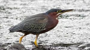 Image result for Butorides virescens