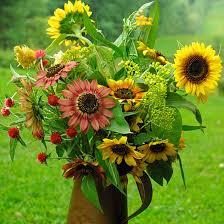 Attēlu rezultāti vaicājumam “Helianthus annuus flower”