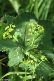 Attēlu rezultāti vaicājumam “Alchemilla vulgaris aggr. leaf”