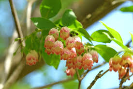Attēlu rezultāti vaicājumam “Enkianthus chinensis flower”