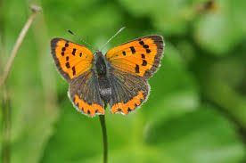 Attēlu rezultāti vaicājumam “Lycaena phlaeas”