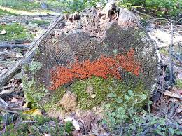 Attēlu rezultāti vaicājumam “Hemitrichia sordivesiculosa spores”