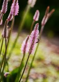 Attēlu rezultāti vaicājumam “Plantago media flower”