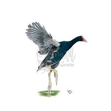 Attēlu rezultāti vaicājumam “Gallinula chloropus”