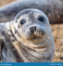 Image result for Halichoerus grypus