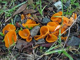 Attēlu rezultāti vaicājumam “Aleuria aurantia”