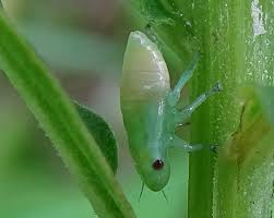 Attēlu rezultāti vaicājumam “Aphrophoridae nymph”