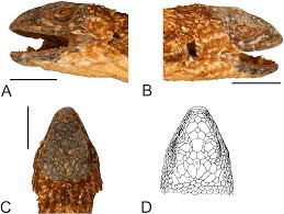 Attēlu rezultāti vaicājumam “Lycogala convexum sessile”