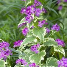 Attēlu rezultāti vaicājumam “Lunaria annua”