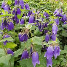 Image result for Campanula strigosa