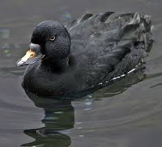 Attēlu rezultāti vaicājumam “Melanitta nigra”