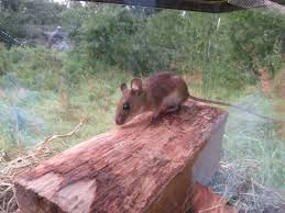 Attēlu rezultāti vaicājumam “Apodemus flavicollis”