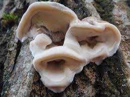 Attēlu rezultāti vaicājumam “Bjerkandera fumosa”