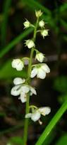 Attēlu rezultāti vaicājumam “Pyrola rotundifolia flower”