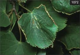 Attēlu rezultāti vaicājumam “Tilia x moltkei leaf”