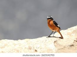 Image result for Phoenicurus moussieri